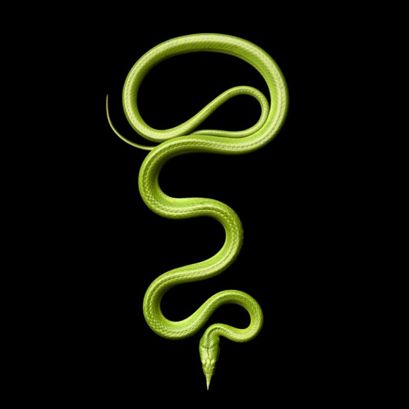 La increíble belleza de las serpientes venenosas en el proyecto fotográfico de Mark Light La increíble belleza de las serpientes venenosas en el proyecto fotográfico de Mark Light