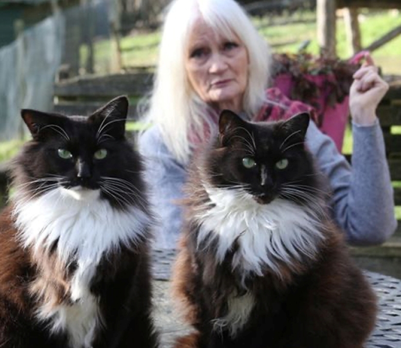La modelo Celia Hammond y sus gatos