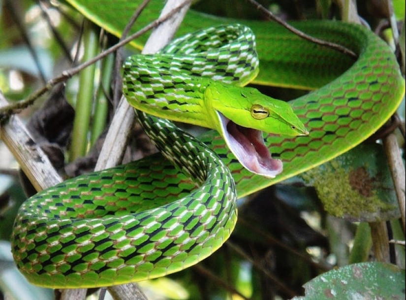 La naturaleza es el mejor artista, y que el 17 de pruebas