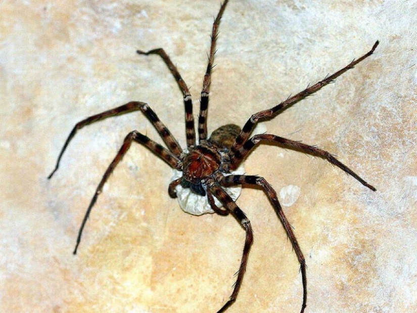 La tarántula Goliat, la araña más grande del planeta