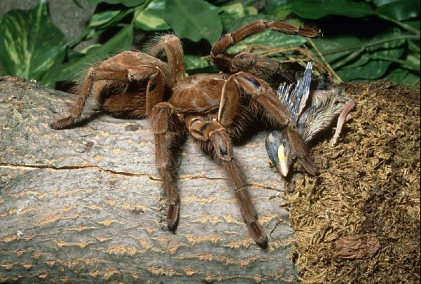 La tarántula Goliat, la araña más grande del planeta