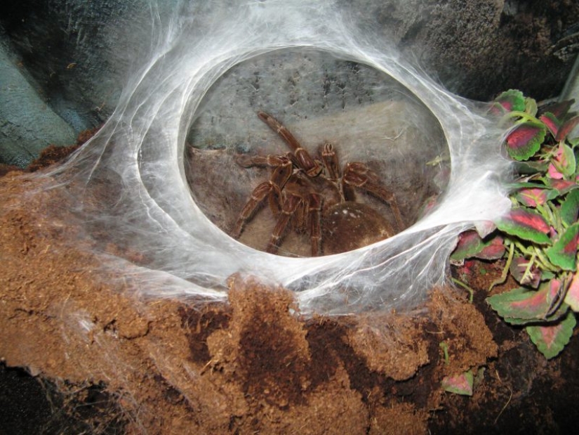 La tarántula Goliat, la araña más grande del planeta