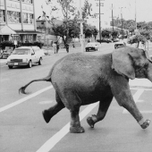 La trágica muerte del elefante Tyke, que cambió para siempre la actitud hacia el circo.