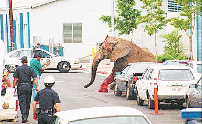 La trágica muerte del elefante Tyke, que cambió para siempre la actitud hacia el circo.