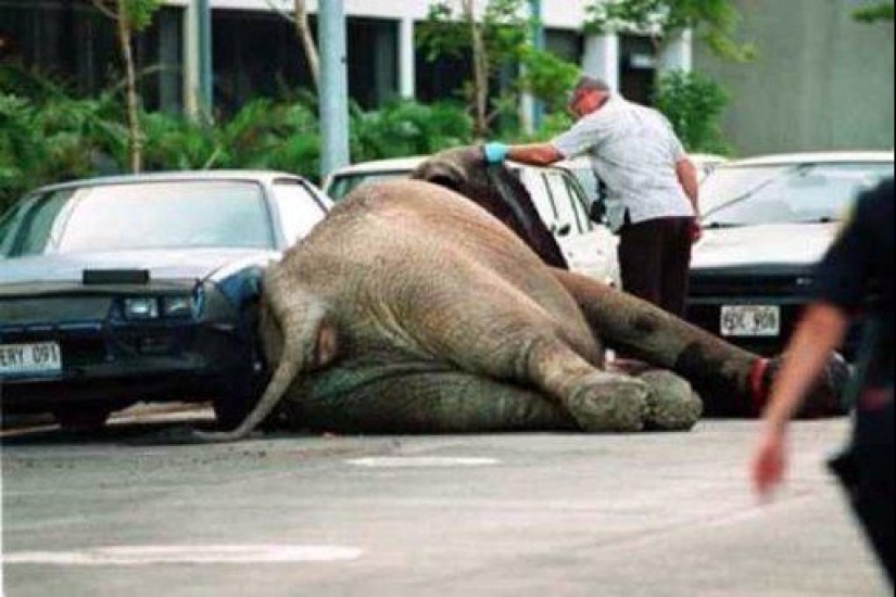 La trágica muerte del elefante Tyke, que cambió para siempre la actitud hacia el circo.