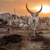 La vida cotidiana del pueblo dinka de África: mujeres que no reconocen la ropa, cáncer derrotado y búfalos