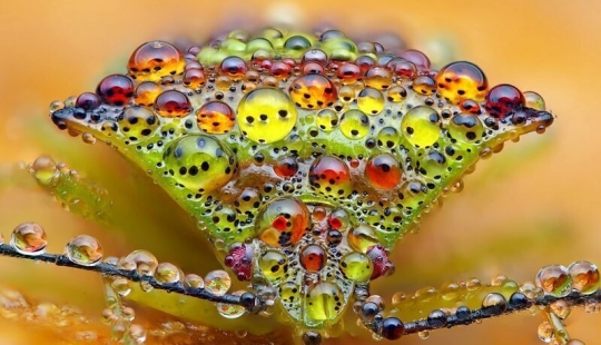 La vida de los insectos: increíble fotografía macro por Alexander Mette