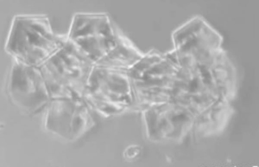 Las 10 cosas más microscópicas jamás creadas