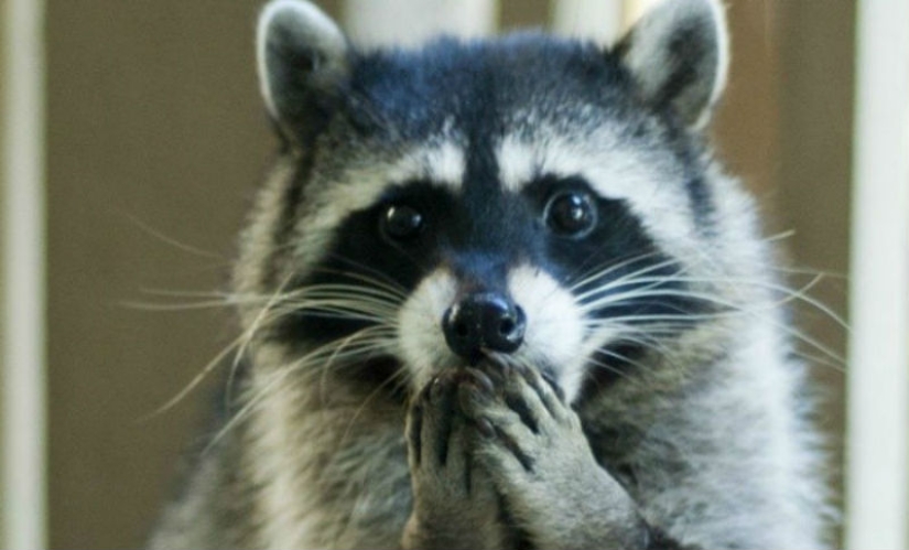 las 100 mejores fotos de Mapaches de todos los tiempos las 100 mejores fotos de Mapaches de todos los tiempos