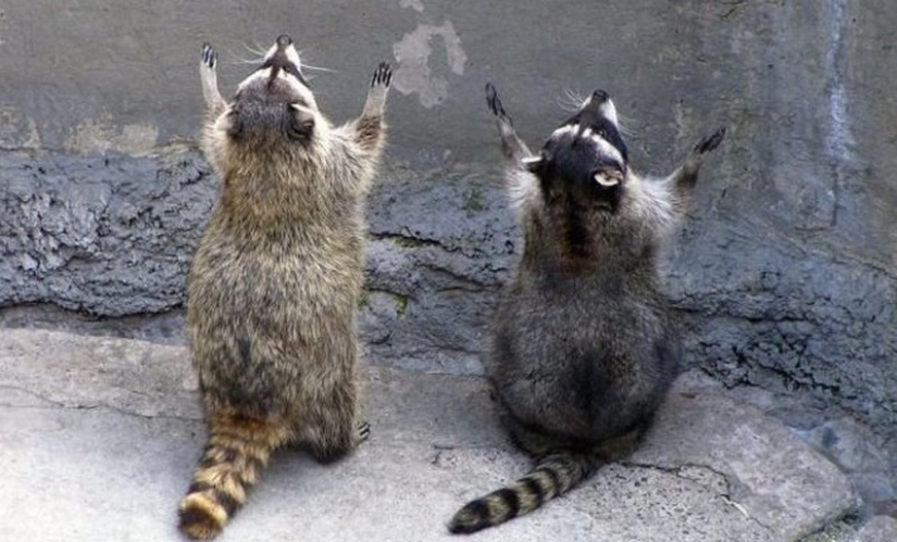 las 100 mejores fotos de Mapaches de todos los tiempos las 100 mejores fotos de Mapaches de todos los tiempos