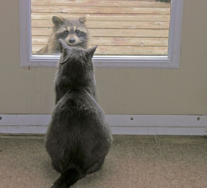 las 100 mejores fotos de Mapaches de todos los tiempos las 100 mejores fotos de Mapaches de todos los tiempos