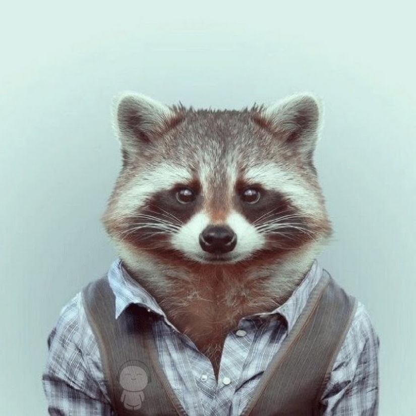 las 100 mejores fotos de Mapaches de todos los tiempos las 100 mejores fotos de Mapaches de todos los tiempos