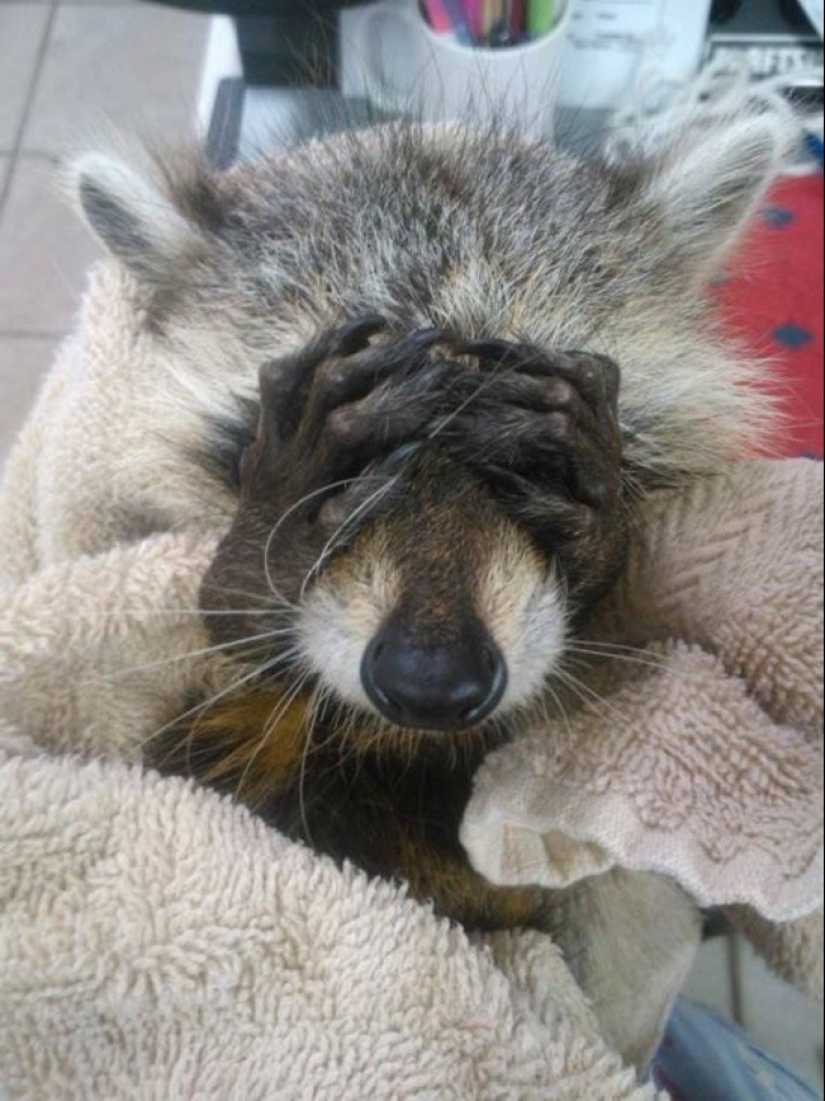 las 100 mejores fotos de Mapaches de todos los tiempos las 100 mejores fotos de Mapaches de todos los tiempos