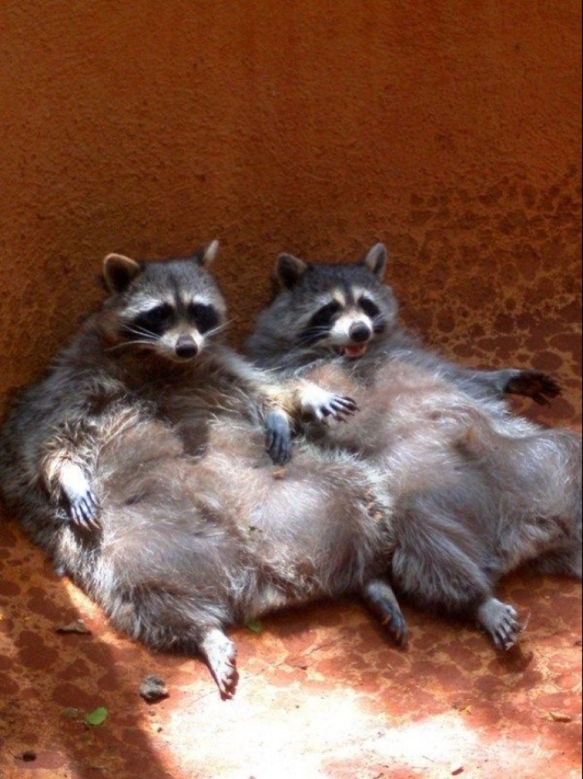 las 100 mejores fotos de Mapaches de todos los tiempos las 100 mejores fotos de Mapaches de todos los tiempos