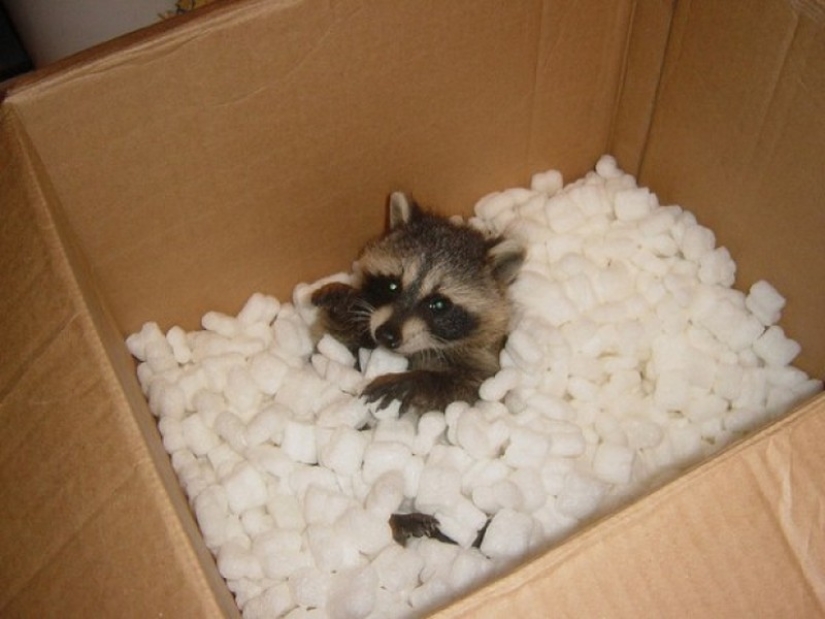 las 100 mejores fotos de Mapaches de todos los tiempos las 100 mejores fotos de Mapaches de todos los tiempos