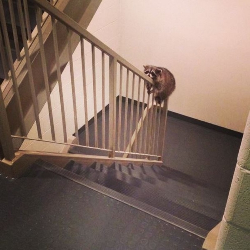 las 100 mejores fotos de Mapaches de todos los tiempos las 100 mejores fotos de Mapaches de todos los tiempos