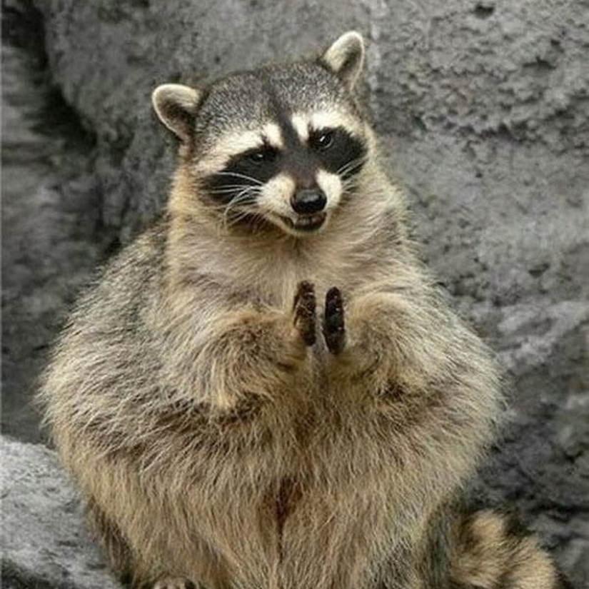 las 100 mejores fotos de Mapaches de todos los tiempos las 100 mejores fotos de Mapaches de todos los tiempos