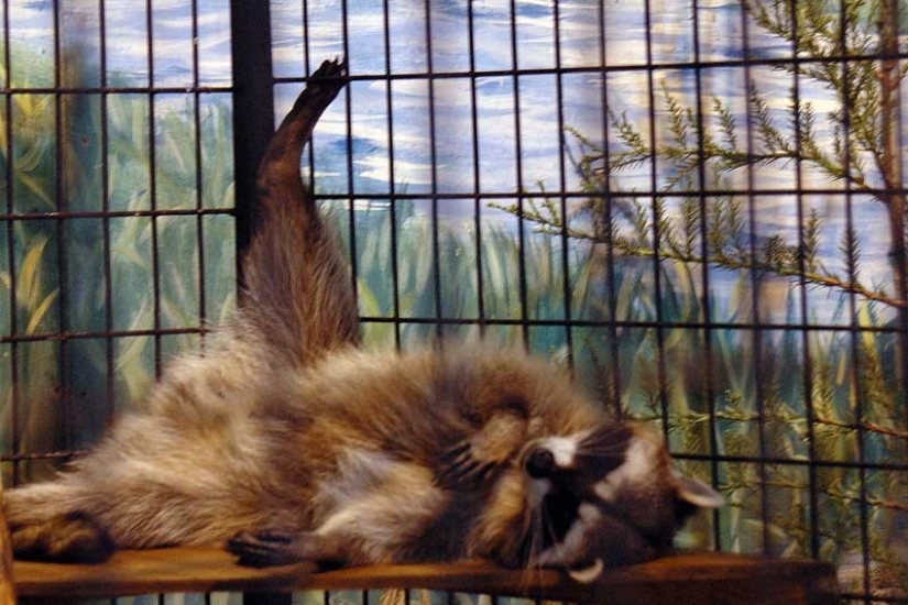 las 100 mejores fotos de Mapaches de todos los tiempos las 100 mejores fotos de Mapaches de todos los tiempos