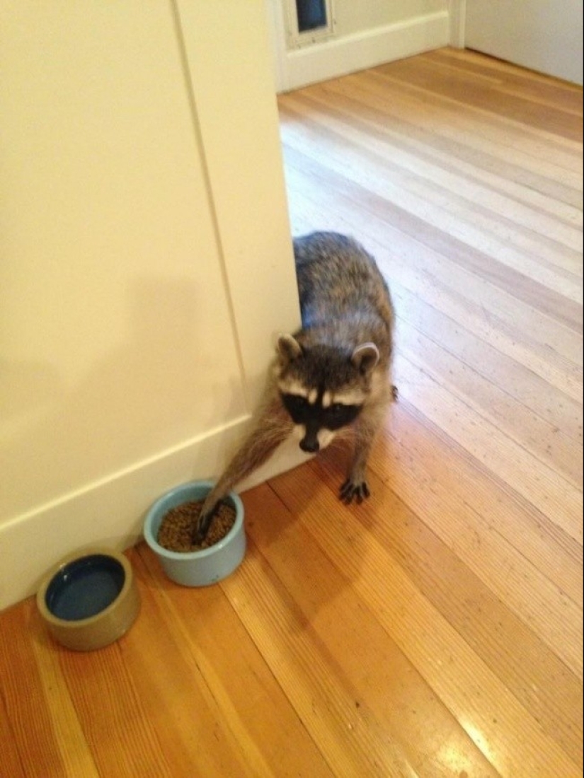 las 100 mejores fotos de Mapaches de todos los tiempos las 100 mejores fotos de Mapaches de todos los tiempos