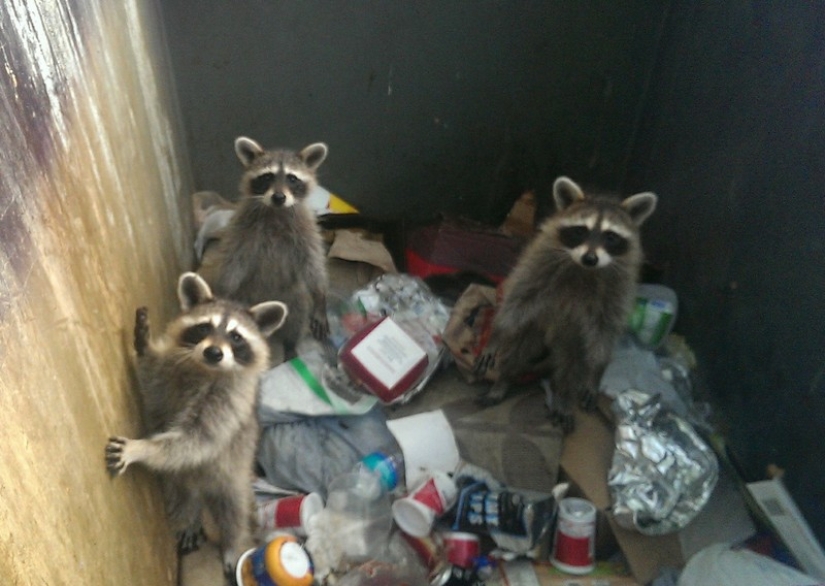 las 100 mejores fotos de Mapaches de todos los tiempos las 100 mejores fotos de Mapaches de todos los tiempos