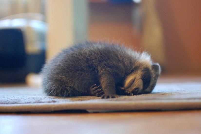 las 100 mejores fotos de Mapaches de todos los tiempos las 100 mejores fotos de Mapaches de todos los tiempos