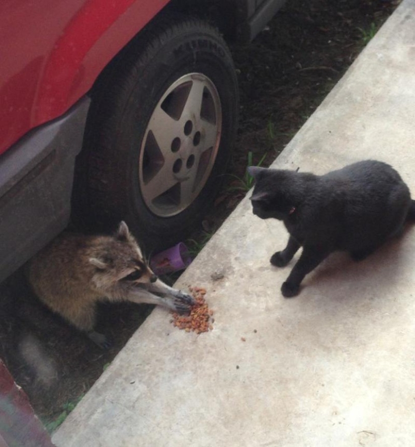 las 100 mejores fotos de Mapaches de todos los tiempos las 100 mejores fotos de Mapaches de todos los tiempos