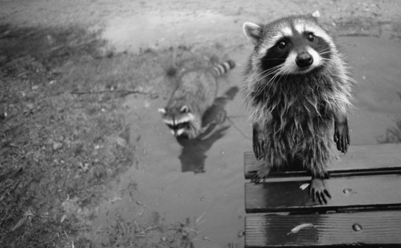 las 100 mejores fotos de Mapaches de todos los tiempos las 100 mejores fotos de Mapaches de todos los tiempos