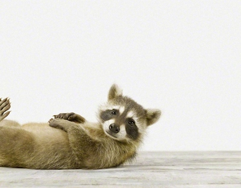 las 100 mejores fotos de Mapaches de todos los tiempos las 100 mejores fotos de Mapaches de todos los tiempos