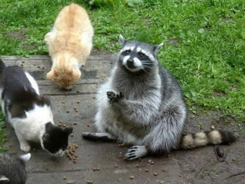 las 100 mejores fotos de Mapaches de todos los tiempos las 100 mejores fotos de Mapaches de todos los tiempos