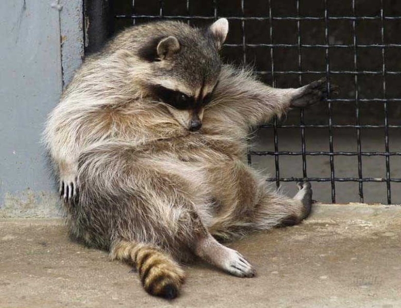 las 100 mejores fotos de Mapaches de todos los tiempos las 100 mejores fotos de Mapaches de todos los tiempos