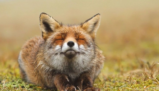 las 7 especies de zorros más imitadoras