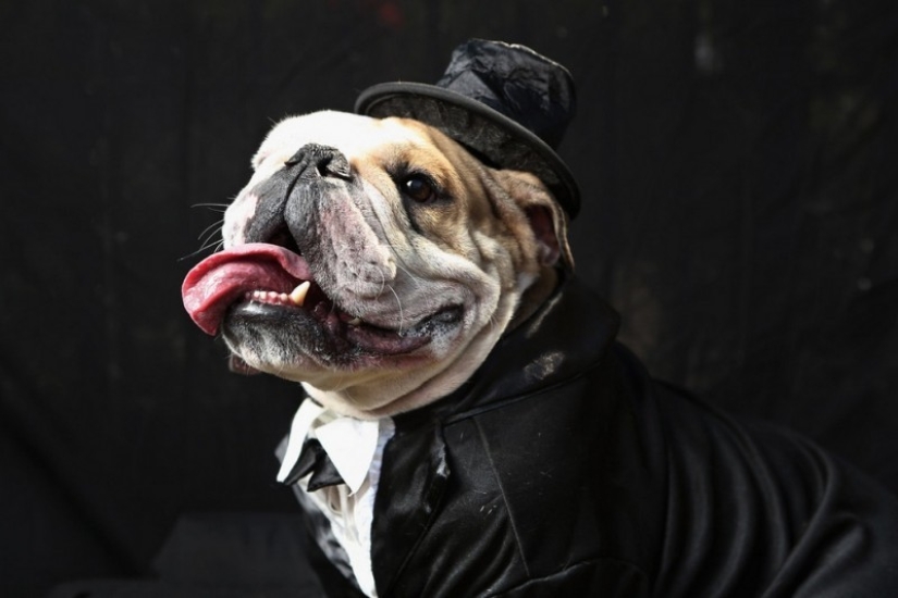 Las 7 Muestras Más Impresionantes de Inteligencia en los Animales Las 7 Muestras Más Impresionantes de Inteligencia en los Animales