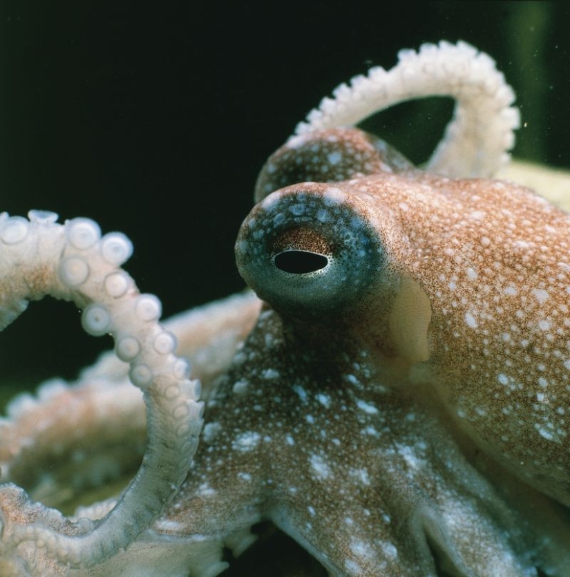 Las 7 Muestras Más Impresionantes de Inteligencia en los Animales Las 7 Muestras Más Impresionantes de Inteligencia en los Animales