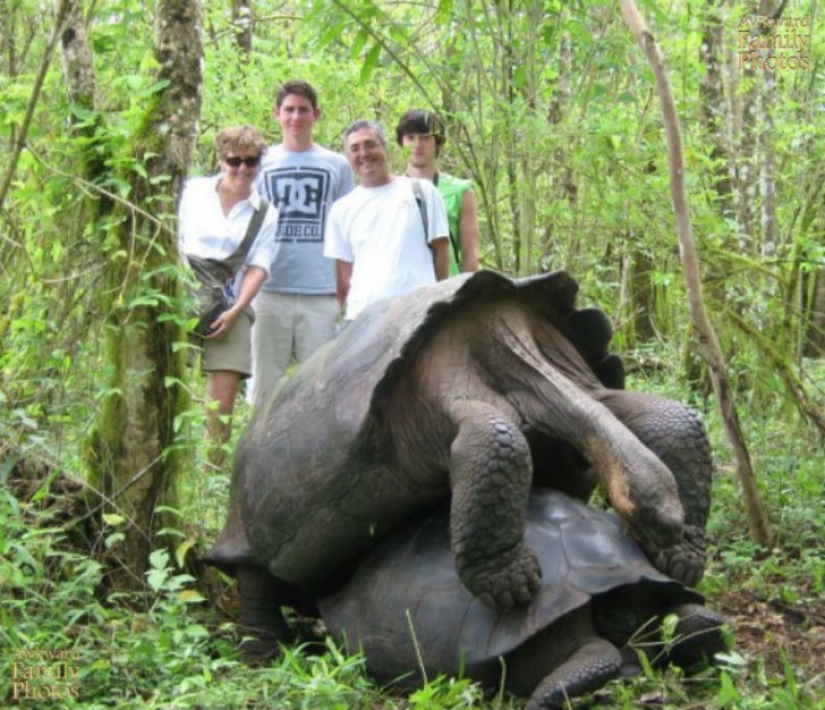 Las Fotos de Vacaciones más Ridículas que Simplemente No Deberían Existir Las Fotos de Vacaciones más Ridículas que Simplemente No Deberían Existir