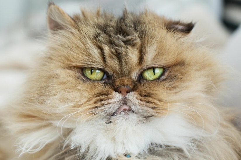 "Las niñas y los gatos": un fotógrafo de nueva York en contra de los estereotipos acerca de crazy cat ladies "Las niñas y los gatos": un fotógrafo de nueva York en contra de los estereotipos acerca de crazy cat ladies