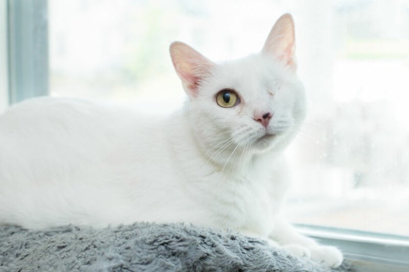 "Las niñas y los gatos": un fotógrafo de nueva York en contra de los estereotipos acerca de crazy cat ladies "Las niñas y los gatos": un fotógrafo de nueva York en contra de los estereotipos acerca de crazy cat ladies