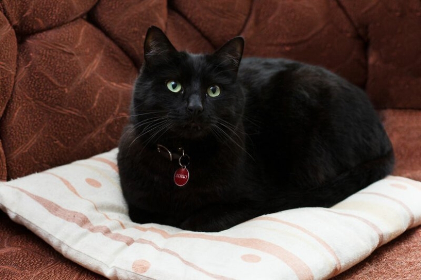 "Las niñas y los gatos": un fotógrafo de nueva York en contra de los estereotipos acerca de crazy cat ladies "Las niñas y los gatos": un fotógrafo de nueva York en contra de los estereotipos acerca de crazy cat ladies