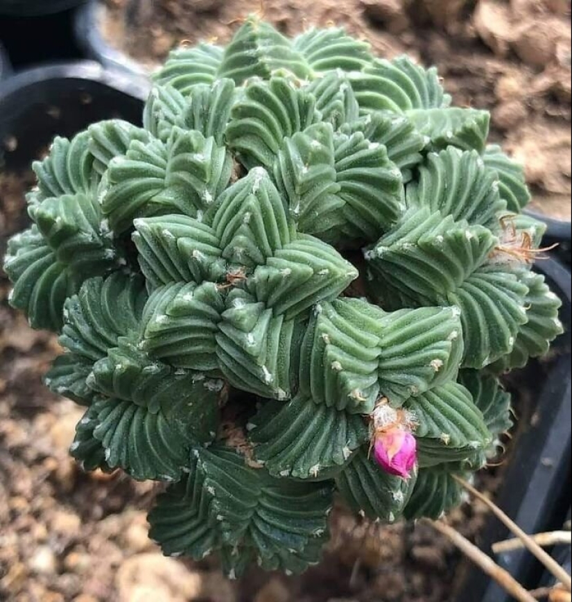 Las plantas exóticas: 30 más extraña de las plantas suculentas