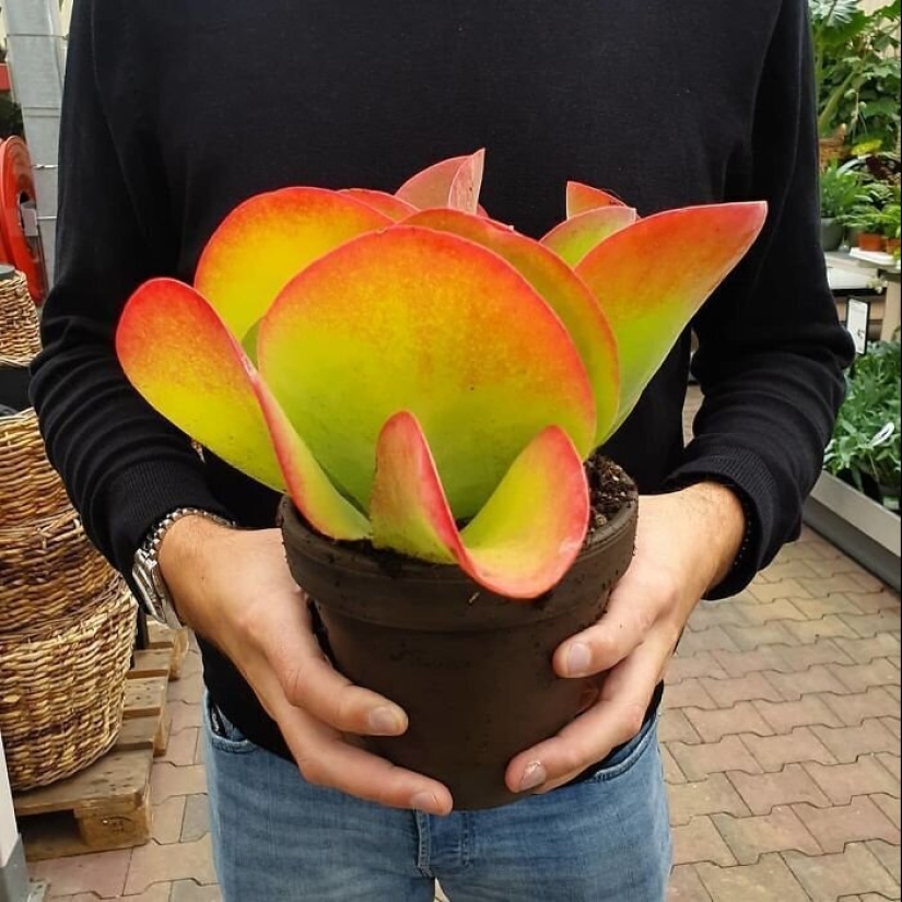 Las plantas exóticas: 30 más extraña de las plantas suculentas