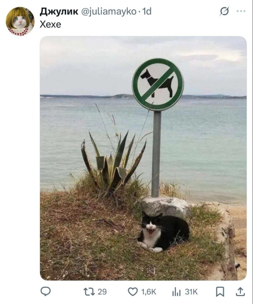 Las publicaciones más divertidas de los usuarios de Twitter