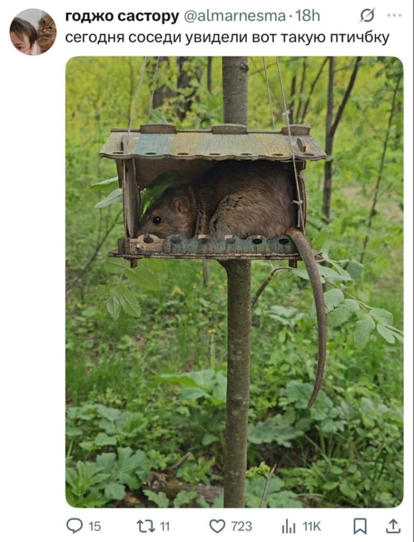 Las publicaciones más divertidas de los usuarios de Twitter