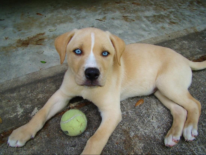 Las razas de perros más inusuales