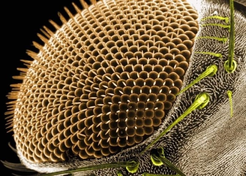 Las tabletas, Cola, papel: fotos macro de objetos familiares que te sorprenderá