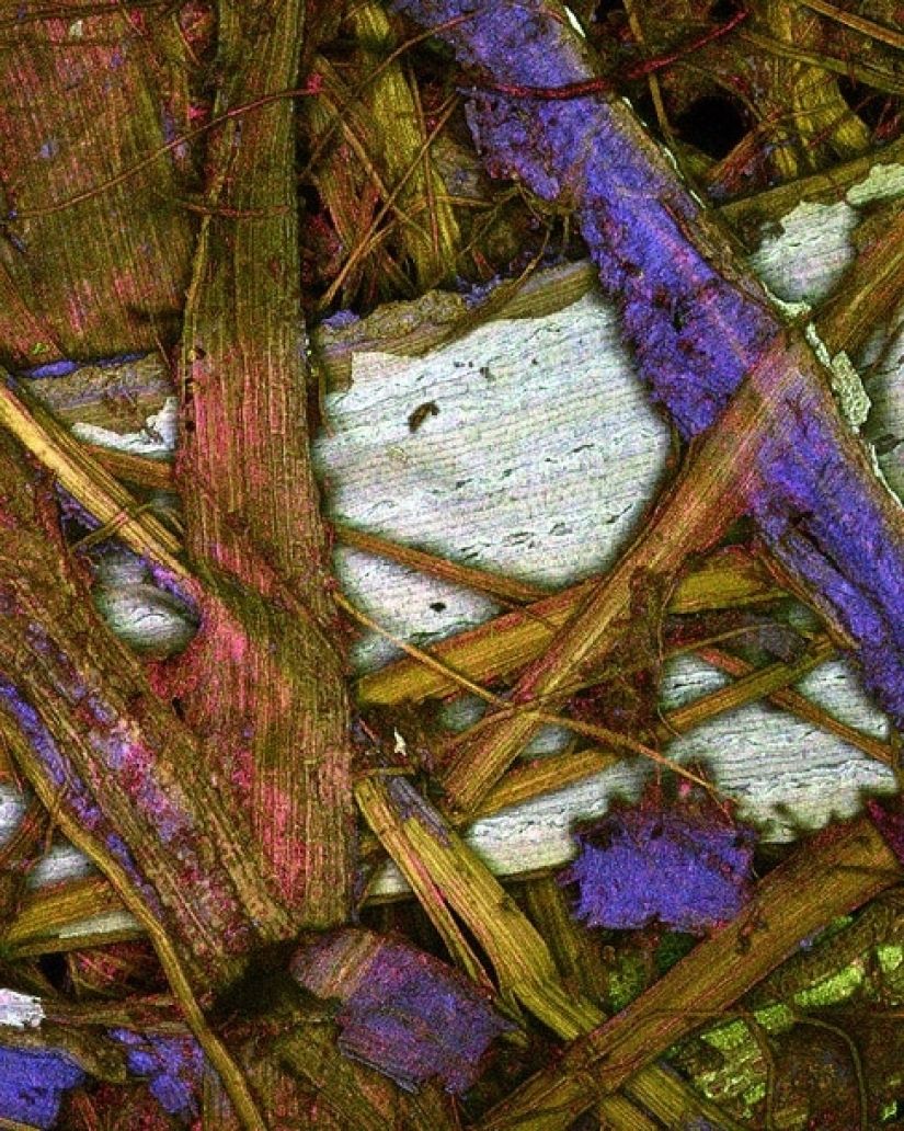 Las tabletas, Cola, papel: fotos macro de objetos familiares que te sorprenderá