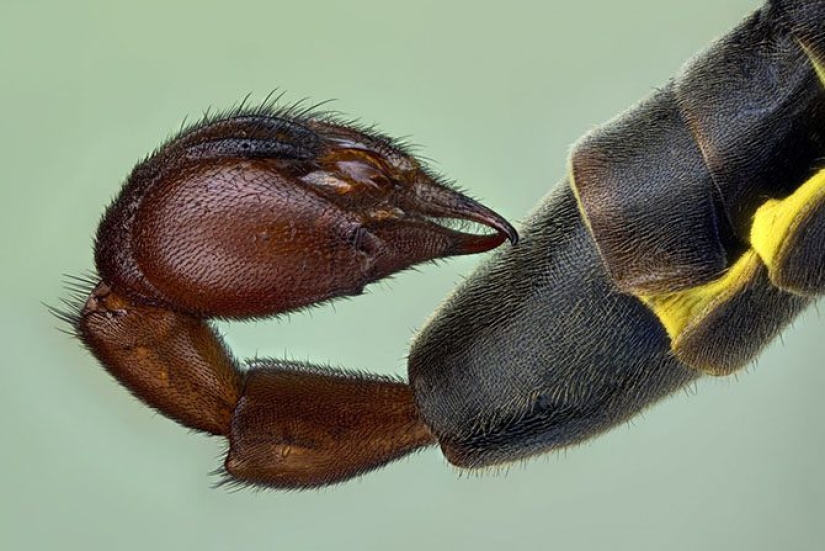 Las tabletas, Cola, papel: fotos macro de objetos familiares que te sorprenderá