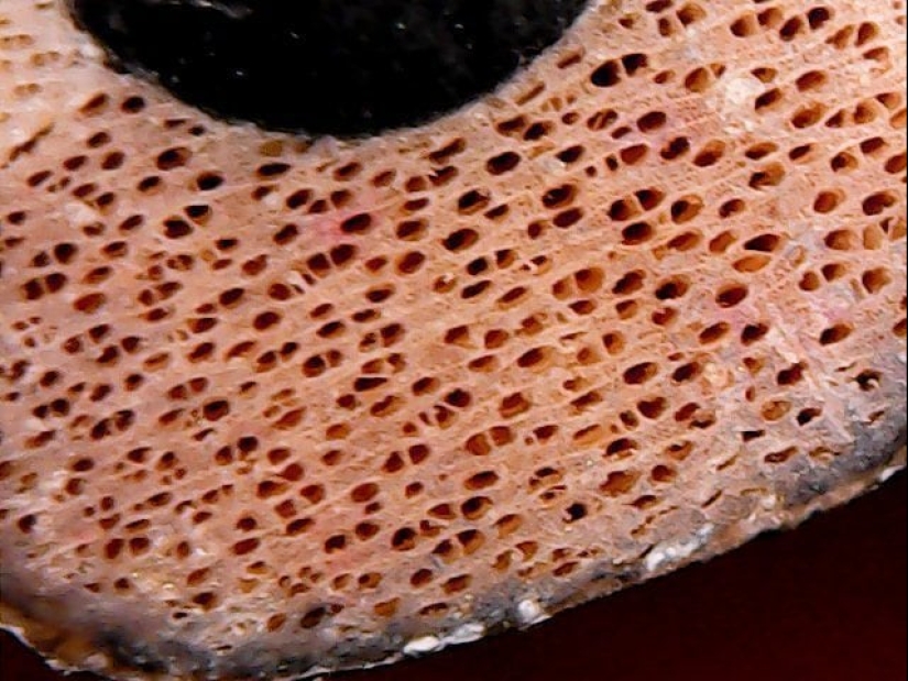 Las tabletas, Cola, papel: fotos macro de objetos familiares que te sorprenderá