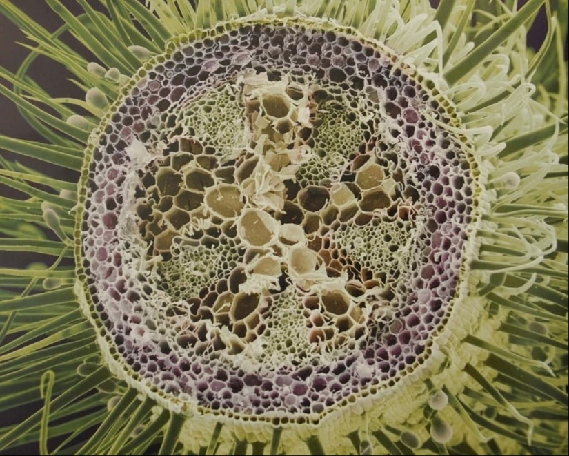 Las tabletas, Cola, papel: fotos macro de objetos familiares que te sorprenderá