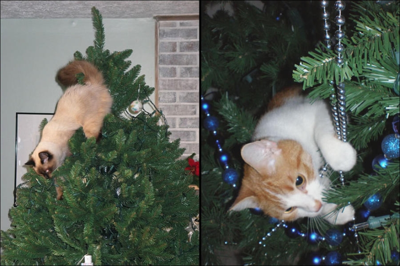 ¿Le pusiste un árbol de Navidad al gato?