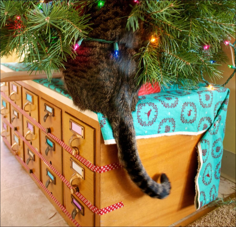 ¿Le pusiste un árbol de Navidad al gato?