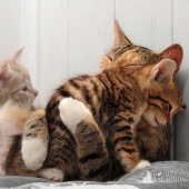 Learning to hug from cats